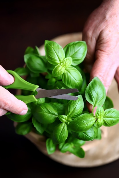 Fresh basil leaves in a pot on a dark background