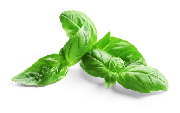 Fresh basil leaves on white background