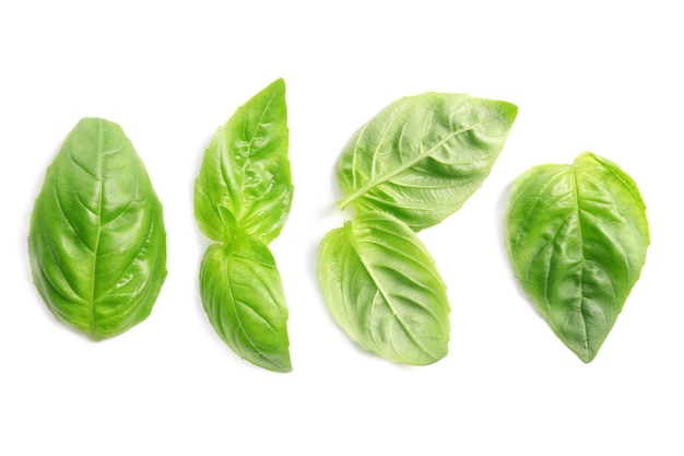 Fresh basil leaves on white background