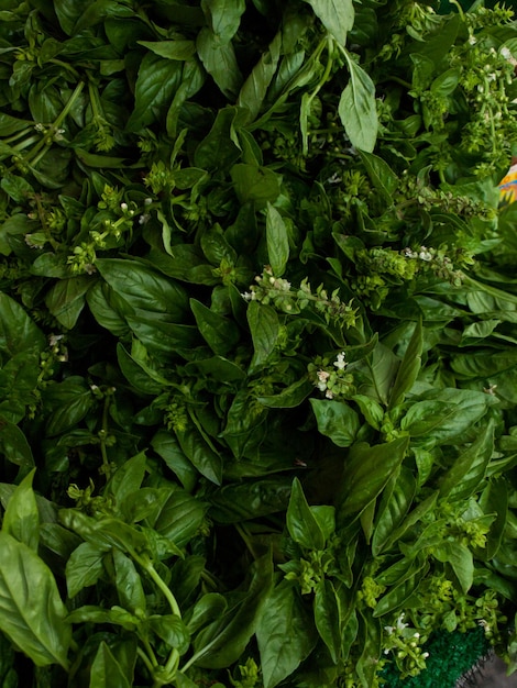 Fresh basil at the local farmer's market.