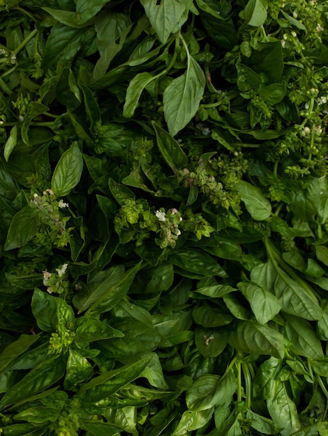 Fresh basil at the local farmer's market.