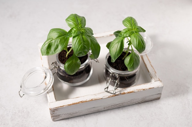 Fresh basil plant in glass jars on kitchen table