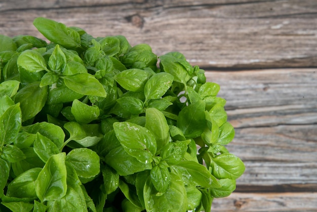 Fresh basil plant on a wooden background