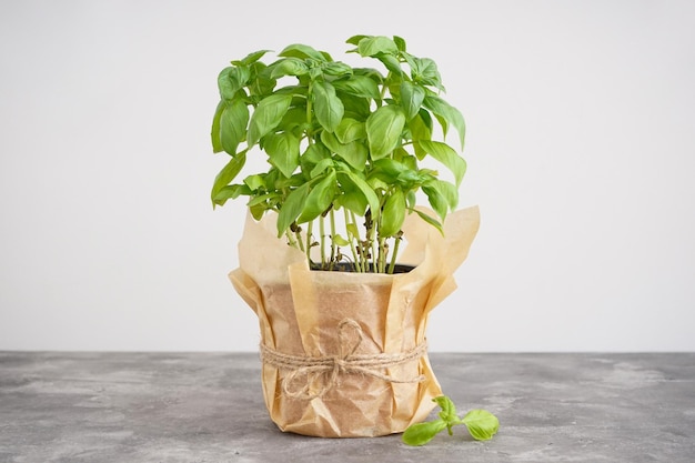 Fresh basil in pot on gray background culinary herb