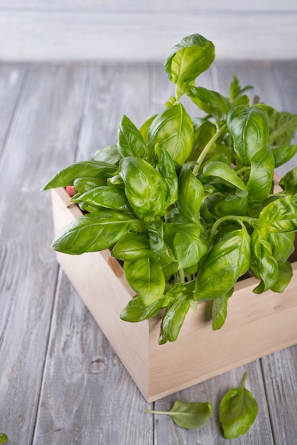 Fresh basil in wooden box