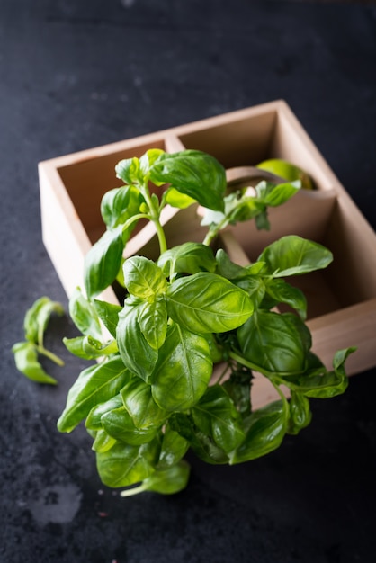 Fresh basil in wooden box