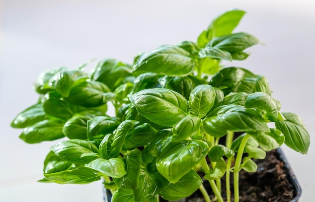 Fresh basil