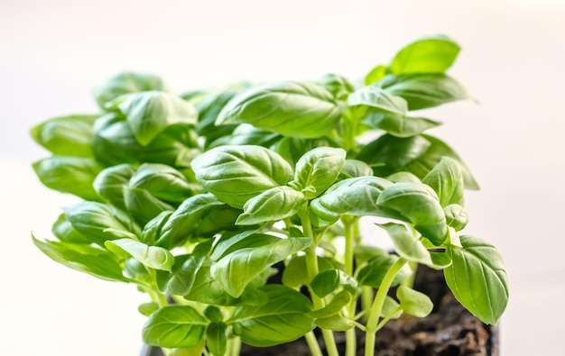 Fresh basil