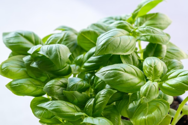 Fresh basil