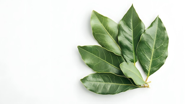 Photo fresh bay leaves on white background