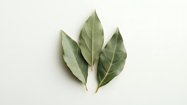 Photo fresh bay leaves on white background