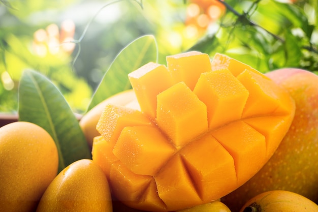 Fresh and beautiful mango fruit in a bamboo basket on nature backgrounds, copy space(text space), blank for text.