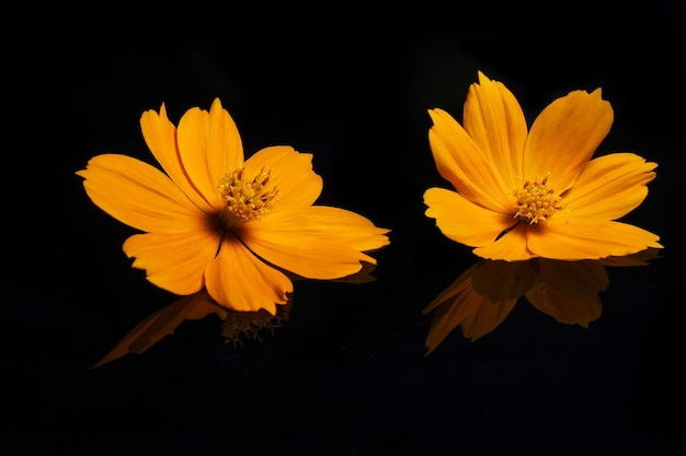 Fresh and beauty yellow flower on black