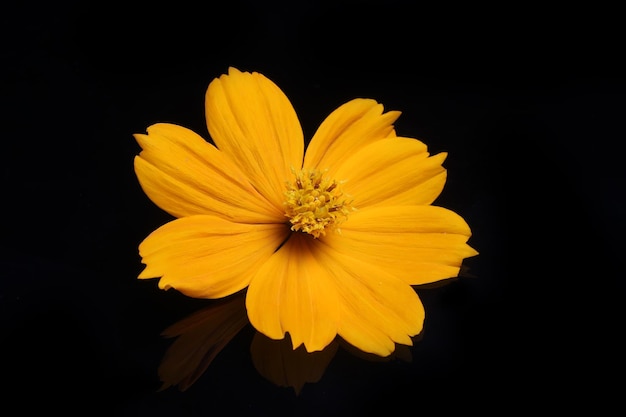 Fresh and beauty yellow flower on black