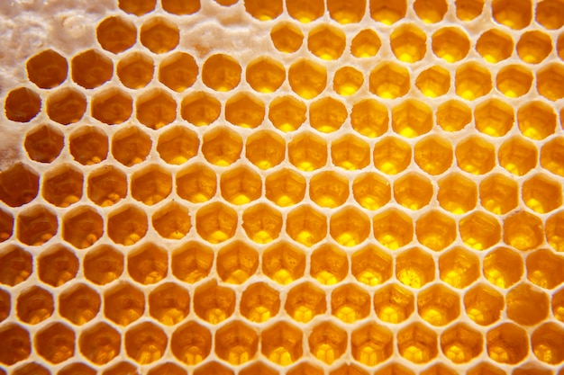 Fresh bee honey in combs. natural food background texture