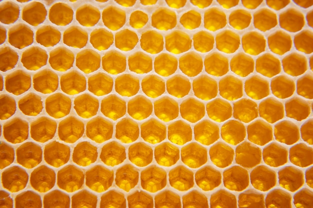 Fresh bee honey in a honeycomb on the light close-up.