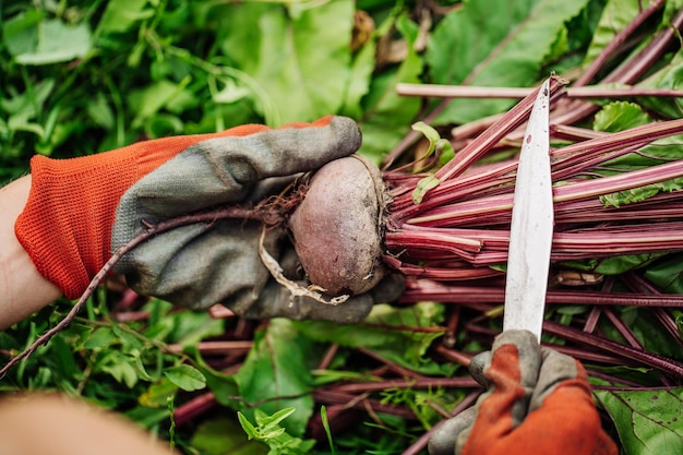 Fresh beet on soil in garden