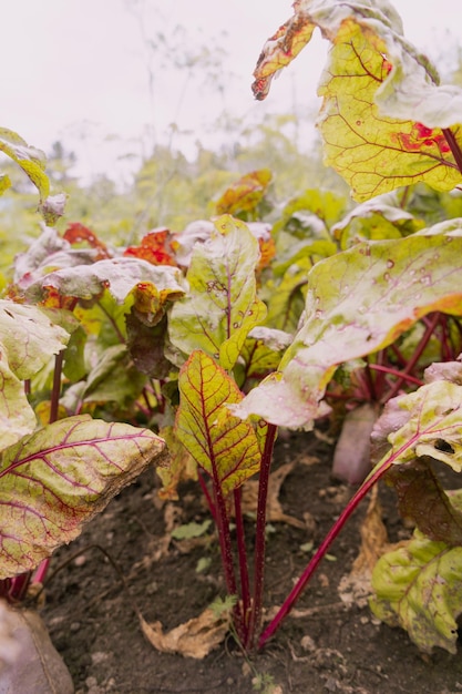 Fresh beets in the garden