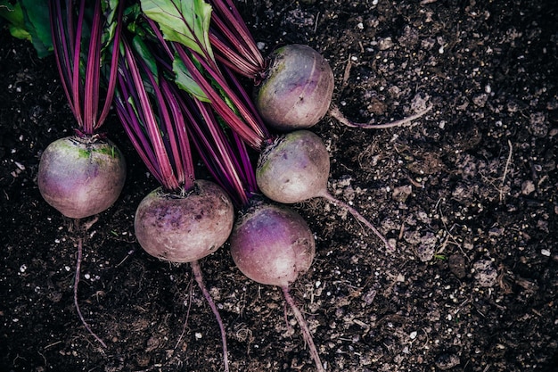 Fresh beets Harvest fresh organic beetroot on the ground