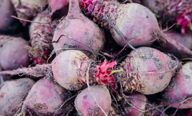 Fresh beets a pile of homemade organic beets with leaves on the background of the soil