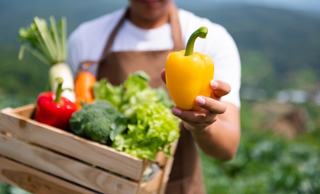 Fresh bell pepper holding by hand