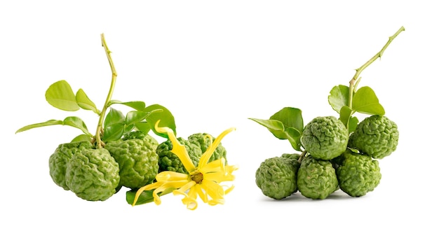 Fresh bergamot fruit or kaffir lime for cook and hair health on white background