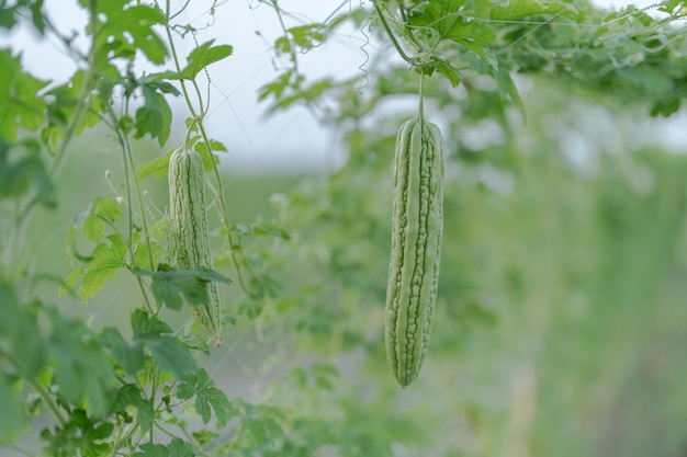 Fresh bitter gourd or bitter melon growth on tree in organic vegetable farm