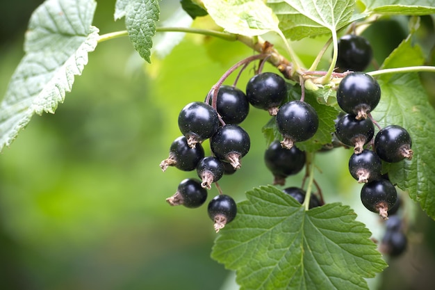 Fresh black currants on a branch with green leaves in a garden