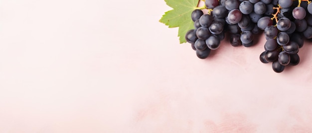 Fresh black grapes fruit on pastel background