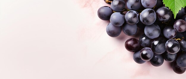 Fresh black grapes fruit on pastel background