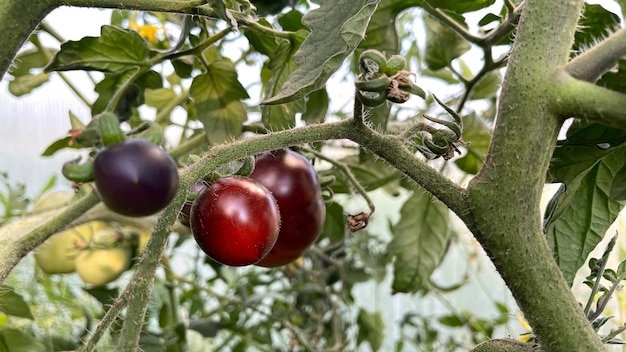 Fresh black tomatoes growing in the greenhouse Black tomato