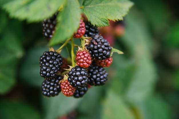 Fresh blackberries in the garden. A bunch of ripe blackberry fruits on a branch with green leaves. Beautiful natural background.