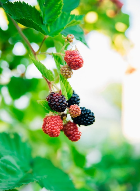 Fresh blackberries in the garden A bunch of ripe blackberry fruits on a branch with green leaves