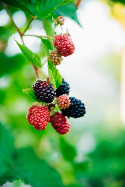 Fresh blackberries in the garden A bunch of ripe blackberry fruits on a branch with green leaves