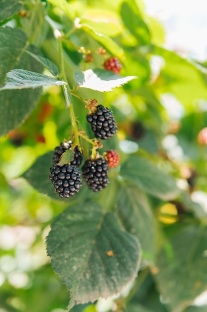 Fresh blackberries in the garden A bunch of ripe blackberry fruits on a branch with green leaves