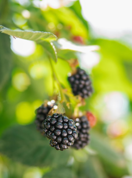 Fresh blackberries in the garden A bunch of ripe blackberry fruits on a branch with green leaves