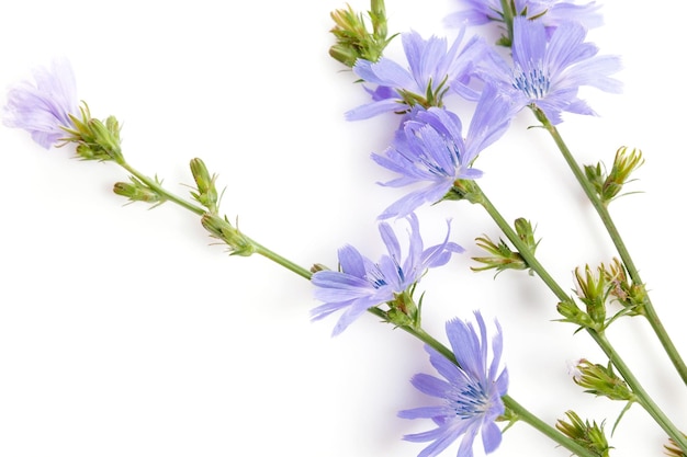 Fresh blue flowering chicory on white background