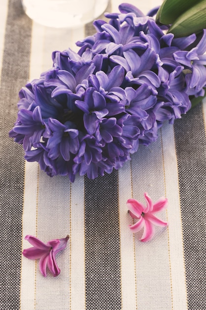 Fresh blue  hyacinth flowers on table, retro toned