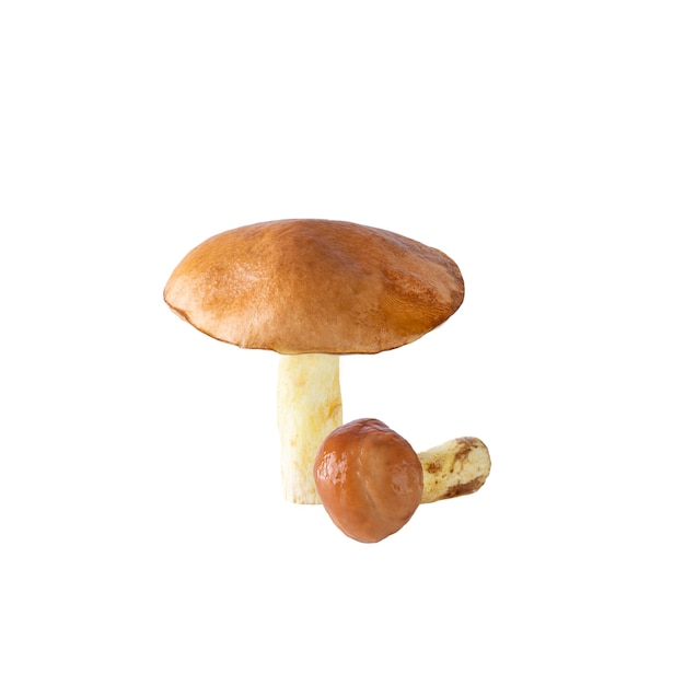 Fresh boletus isolated on white.