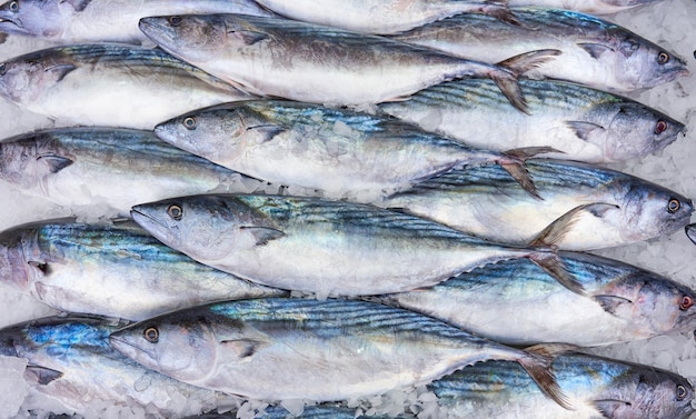 Fresh bonito fish in ice at the market Bonito background