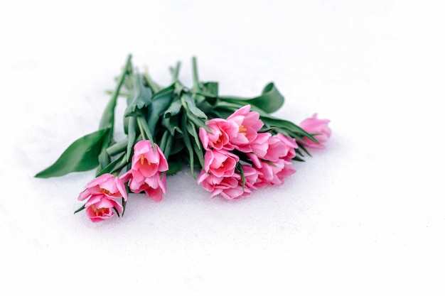 Fresh bouquet of pink tulips close-up on a white background. The theme of the spring time.