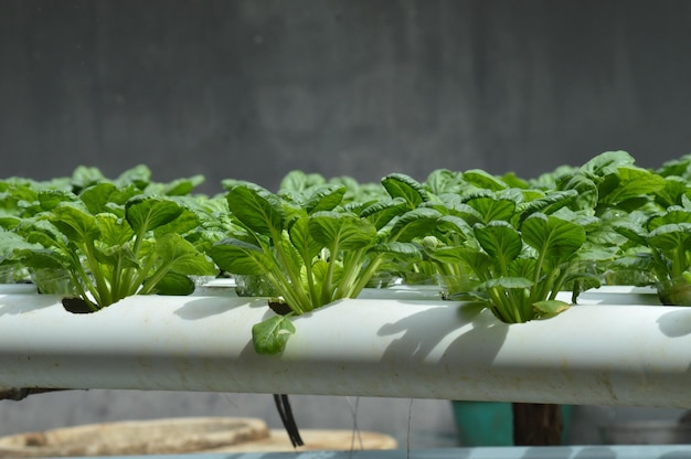 Photo fresh brassica rapa or tatsoi mustard green leaves grows on hydroponic plantation