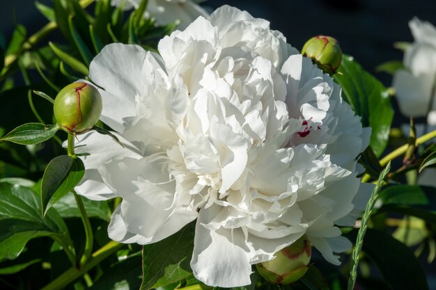 Fresh bright blooming peonies flowers with dew drops on petals