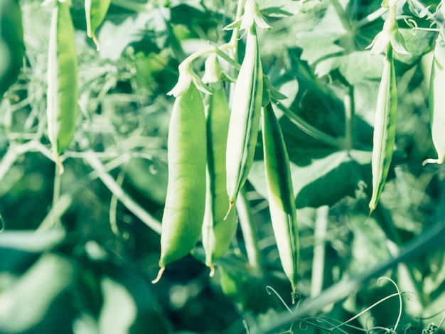 Fresh bright green pea pods on a garden