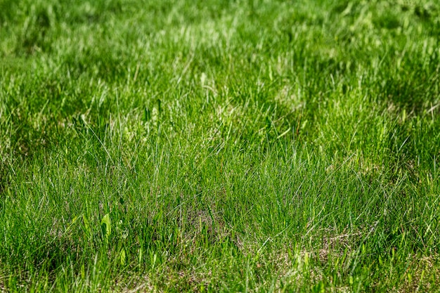 Fresh bright young green grass on the ground. Natural lawn. Close-up. wall. Space for text.