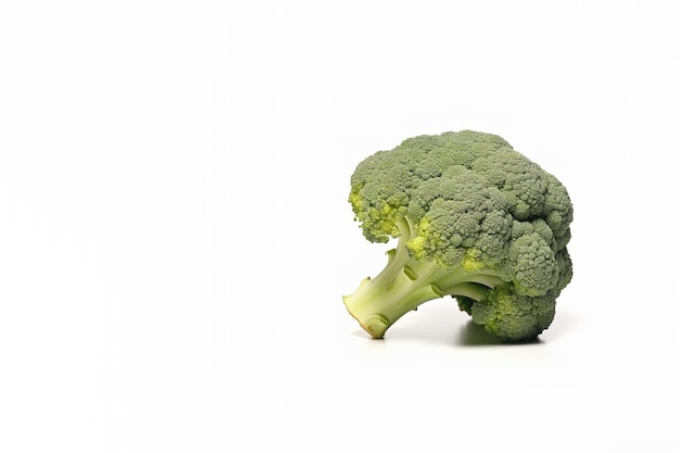 Fresh broccoli isolated on white background with copy space