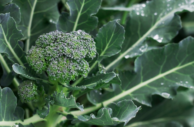 Fresh broccoli with drops of water in the garden with close up