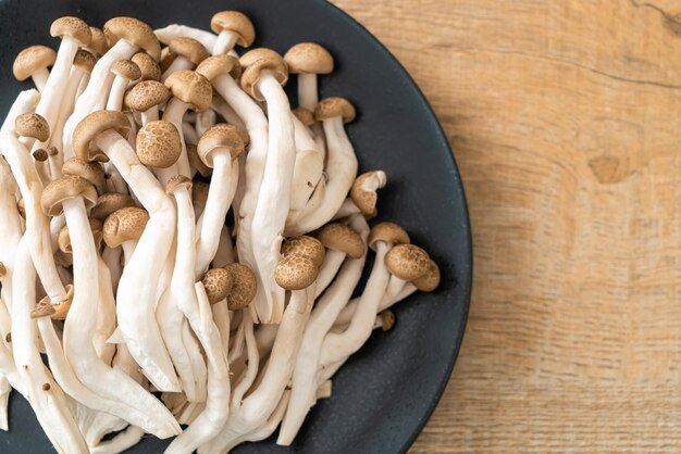 fresh brown beech mushroom or black reishi mushroom on plate