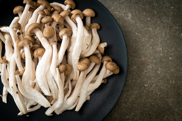 fresh brown beech mushroom or black reishi mushroom on plate