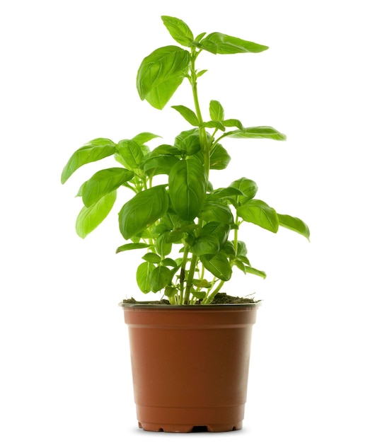 Fresh bunch of basil into a brown pot, green leaves